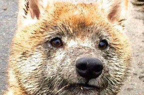 “史上最牛封盖：联盟封堵王者合集”，lol封锁