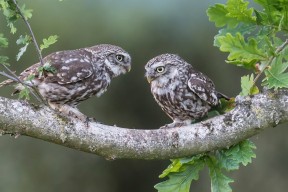 开云esport-_猛龙队防守严密，成功遏制对手攻势_，猛龙队伍