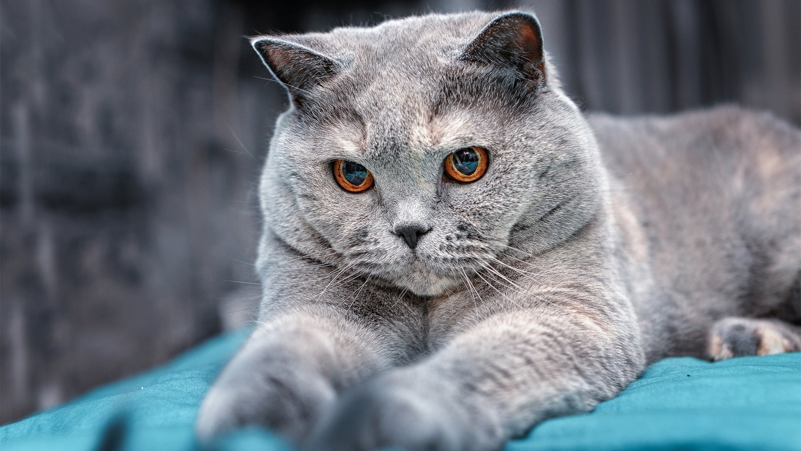 _猛龙展现韧性,逆转取胜_,猛龙出击