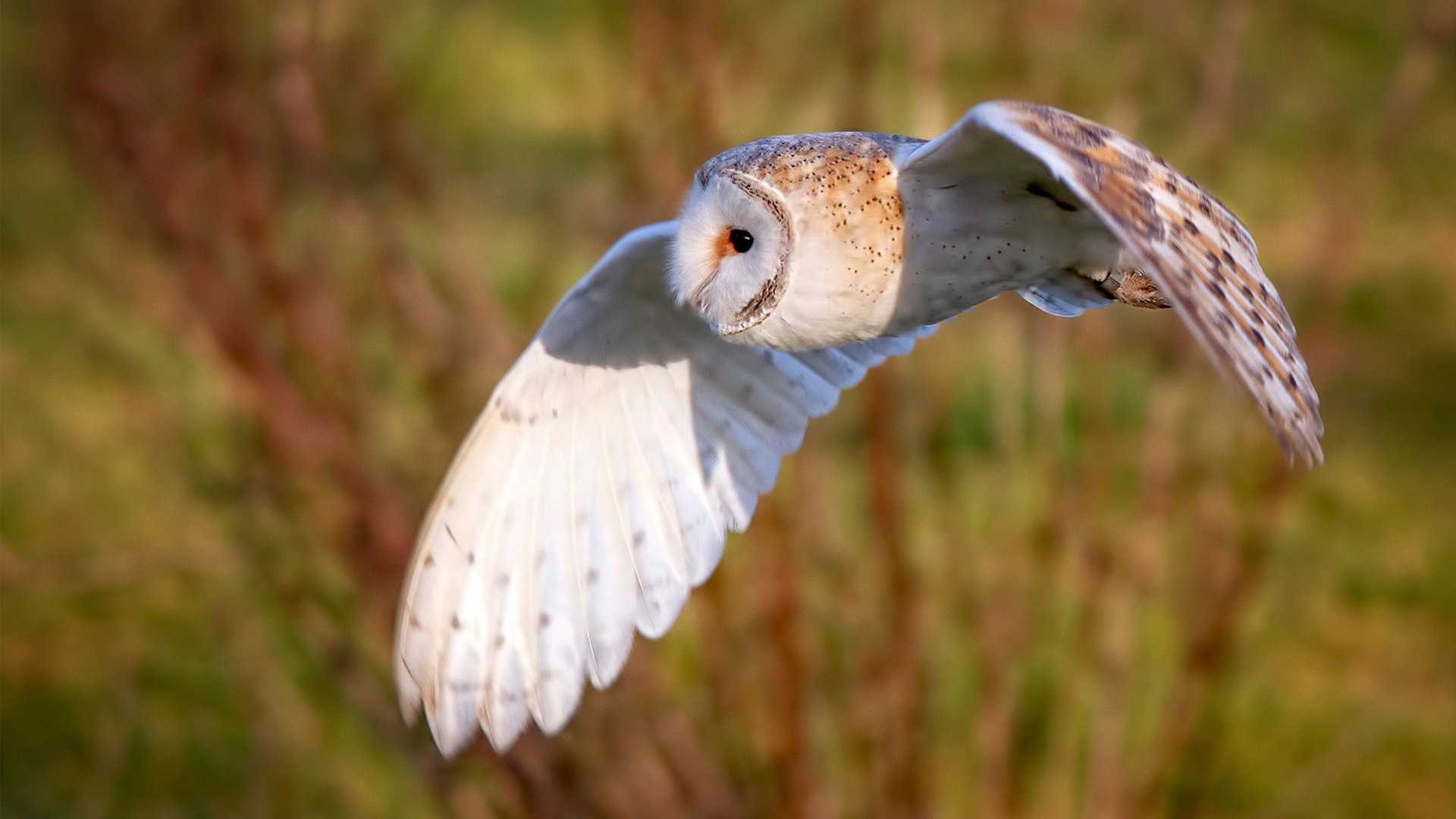 塞内加尔男足小组赛全胜,强势晋级淘汰赛,塞内加尔国足